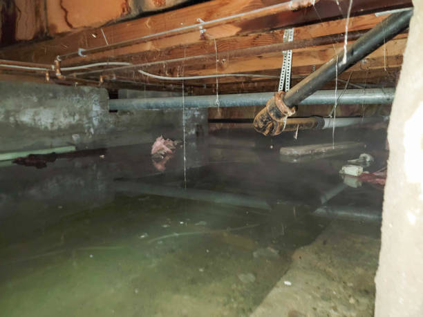 Best Flood restoration services  in Bartlett, IL